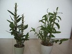 20080521 012.jpg