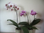 20080521 019.jpg