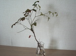 image305.jpg