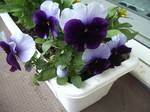 image404.jpg