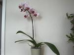 image432.jpg