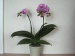 image434.jpg
